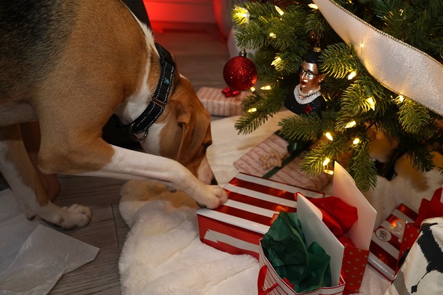 Durby smells another present for him