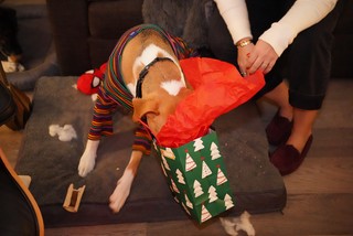 Christmas - Get in there, durb