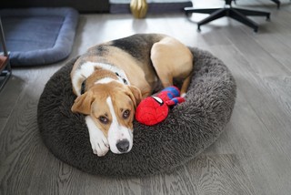 Durby - What's with dogs loving other dogs' beds?