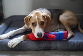 Durby - Durby loves his new spiderman toy