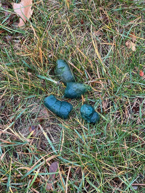 Durby made a special Christmas poop