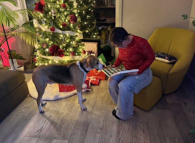 Excited for doggy advent calendar time