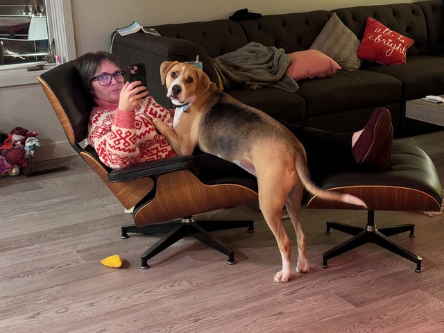 Busted. Durby is not supposed to be on the furniture. This is his hack.