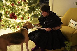 Christmas - Puppy advent calendar time