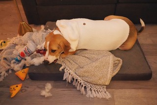 Dress Up - Durby is enjoying himself