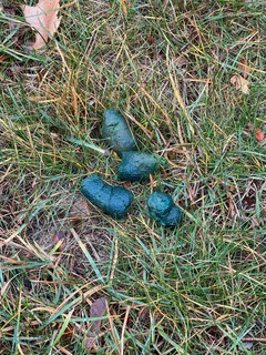 Durby made a special Christmas poop