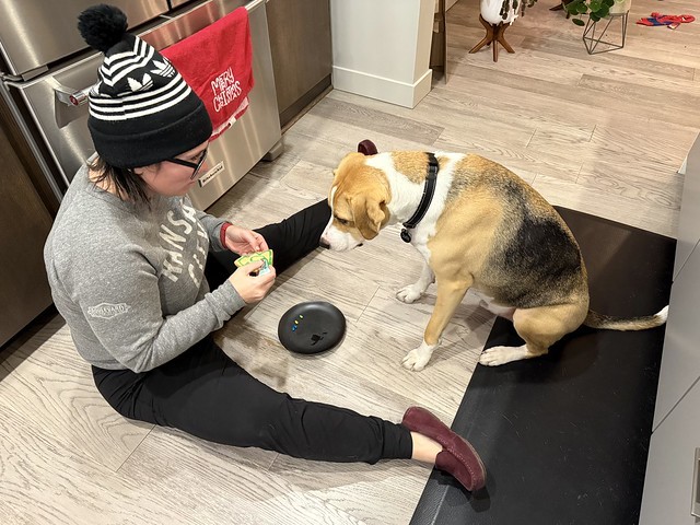 Decorating dog treats