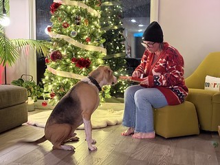 Durby’s advent calendar started today…