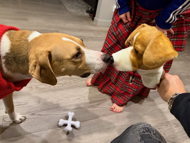 Durby is wondering why I have his beheaded brother