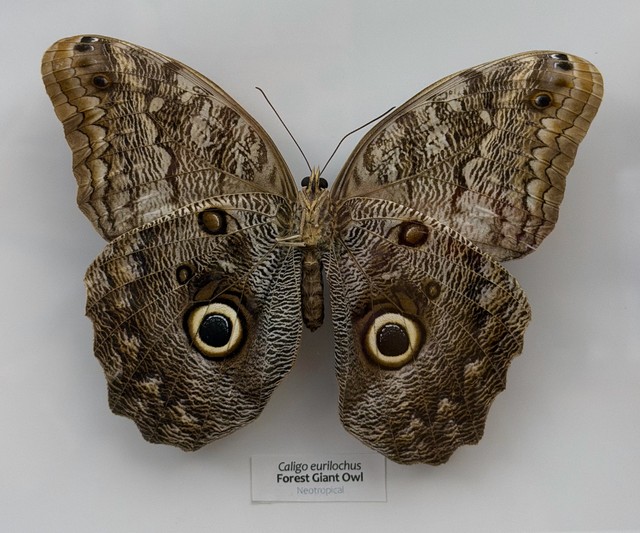 Nature is wild, man.