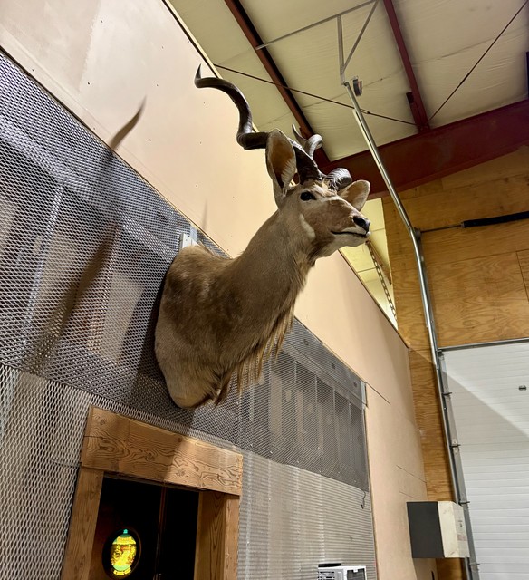 Greater Kudu Antelope