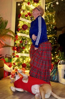 Dogs - Family photo is going great