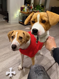 Golf - Very concerned about the dog head that I have