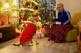 Dogs - Doggy advent calendar time