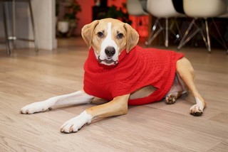 Dogs - look at those teeth