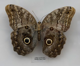 Nature is wild, man.