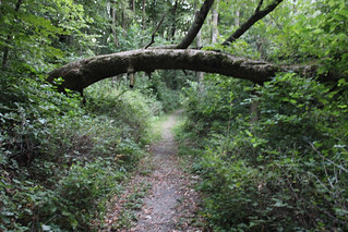 The trail to the picnic table