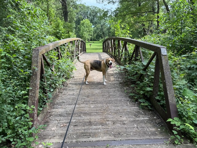 Walkin around McIntosh Woods
