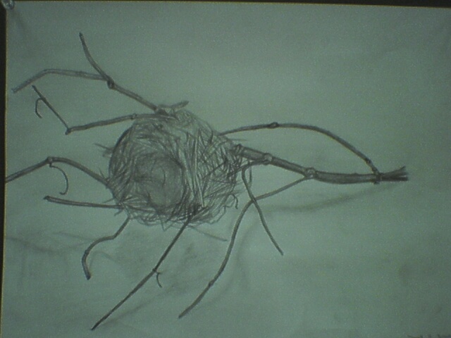 My attempt at drawing a nest