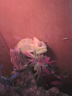 Kevi's Chameleon