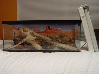 My Old Iguana Terrarium