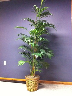 A random old tree that my parents gave me. Donated.