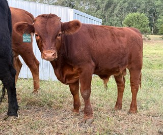 Nostradamus the Bull