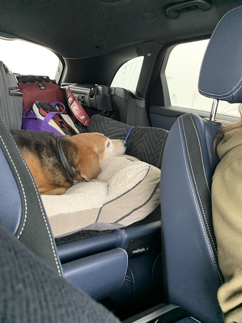 Road trippin good boy
