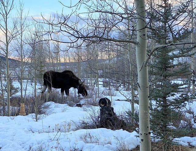 This moose wandered into the back yard just as we were about to go exploring