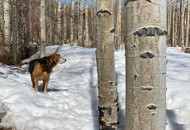 Things this old man loves: snow and following his nose