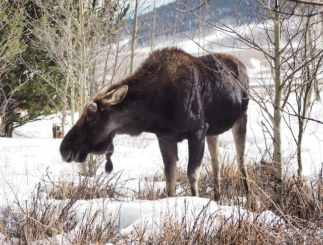 This moose did not care about us at all.