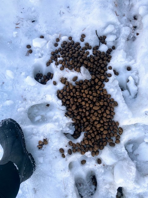 This is some moose poop