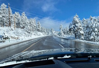 Covid-19 - The amount of snow on the trees was v pretty and looked fake