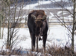 Covid-19 - Listening to me talk shit