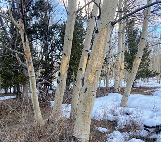 Covid-19 - Moose snacks