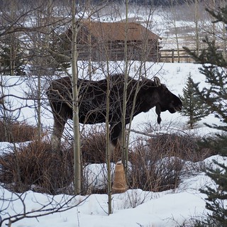 Covid-19 - Back yard moose