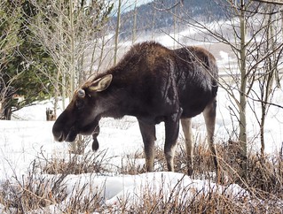Covid-19 - This moose did not care about us at all.