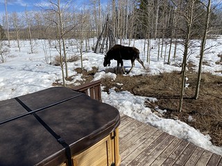 Covid-19 - The moose is back