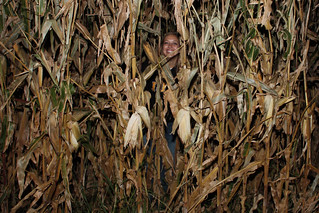 Tara Drollinger - Tara in the corn