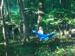 Thome's hammock in The Palisades woods