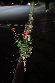 Garden - Sidewalk flowers