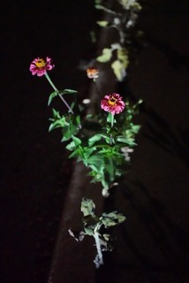 Garden - Someone sprinkled flower seeds in the sidewalk cracks