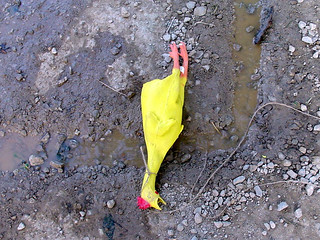 Travel - Our trench and Dead Rubber Chicken