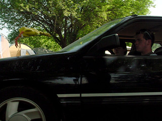 Travel - Rubber Chicken, haha