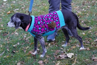 Harlow got into some burrs. She also doesn't like her photo taken