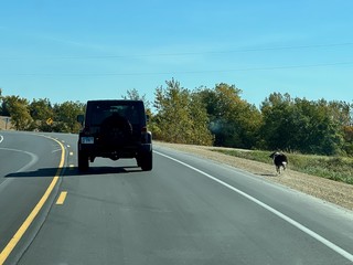 This dog was running alongside us at 20-25mph
