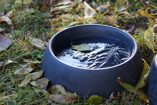 Welp, it apparently got below freezing last night