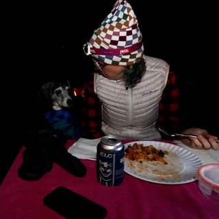 Harlow would like some lasagna