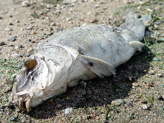 Travel - A Dead Fish