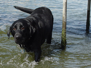 Travel - Ninja in the water